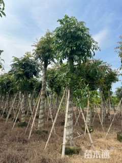 15公分桃花心木