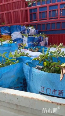 高度40厘米红花继木