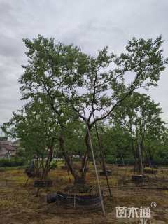 30公分(2杆)丛生乌桕