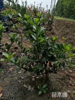 容器苗红叶石楠