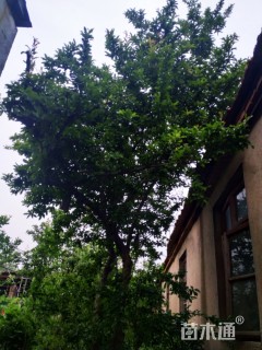 高度500厘米果石榴