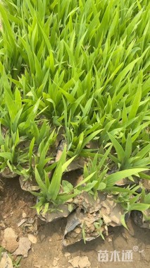 高度20厘米德国鸢尾