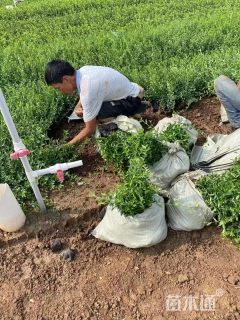 40厘米大叶扶芳藤