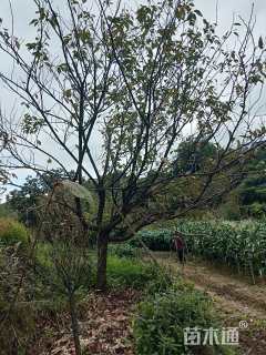 15公分日本晚樱