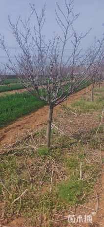 10公分日本晚樱