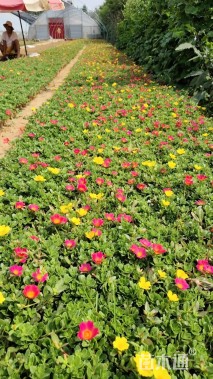 高度20厘米太阳花