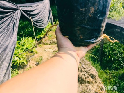 大杯苗阔叶箬竹