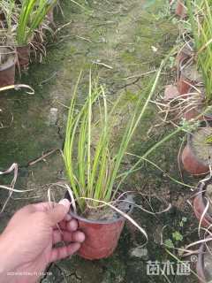 高度30厘米金叶石菖蒲