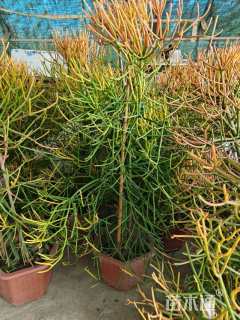 高度30厘米冬珊瑚