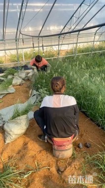 高度50厘米小兔子狼尾草