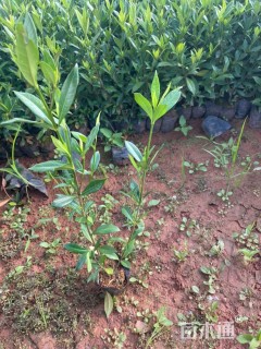 高度30厘米小叶栀子