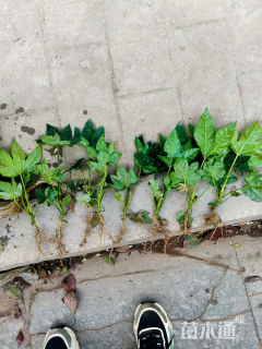 高度10厘米满天星