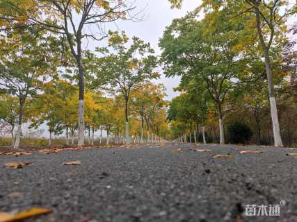 15公分香樟
