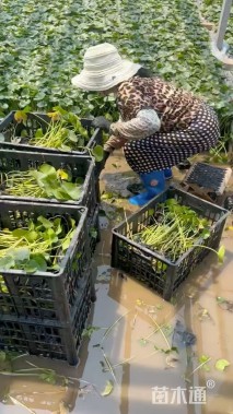 高度30厘米睡莲