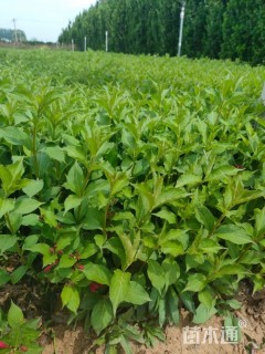 高度86厘米 优质红王子锦带