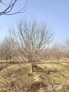 21公分北美海棠