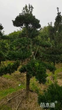 8公分罗汉松