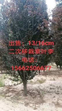 15公分紫叶李