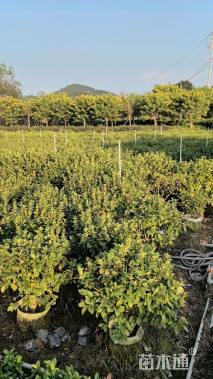 高度20厘米含笑