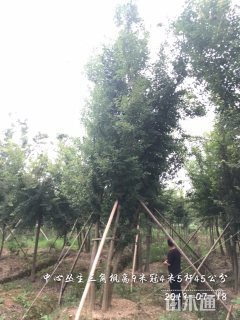 高度6厘米丛生三角枫