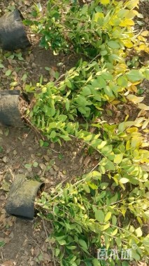 高度50厘米金森女贞