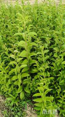 高度50厘米大叶女贞小苗