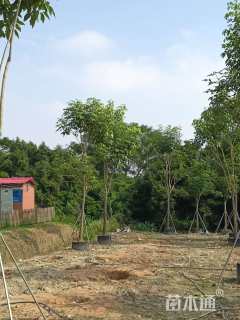 10公分红花风铃木