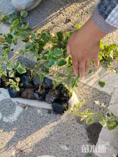 高度30厘米花叶蔓长春