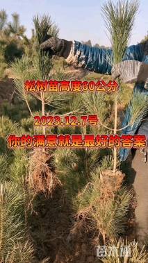 高度80厘米油松小苗