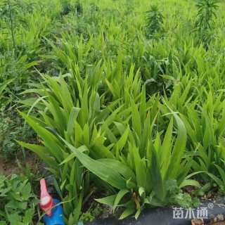 高度30厘米晨光芒