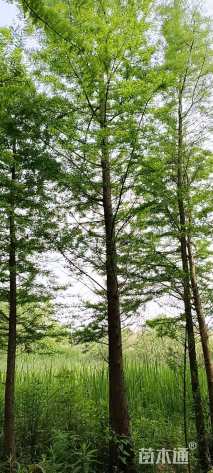 17公分中山杉