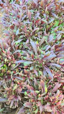 高度20厘米山桃草