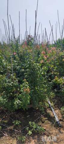 高度150厘米月季