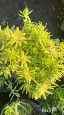 高度15厘米佛甲草