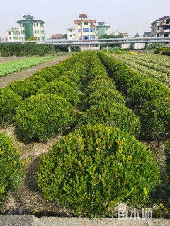 冠幅120厘米瓜子黄杨球