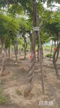 200厘米凌霄