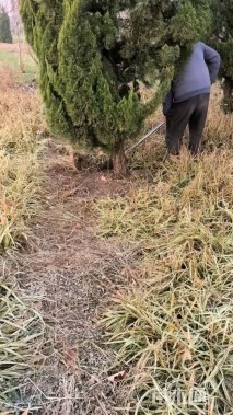 高度500厘米塔柏