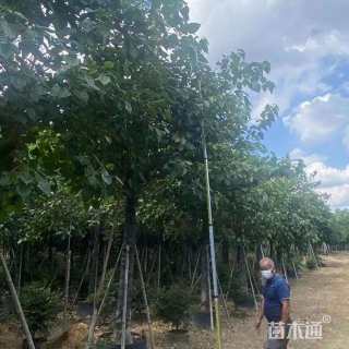 15公分菩提树