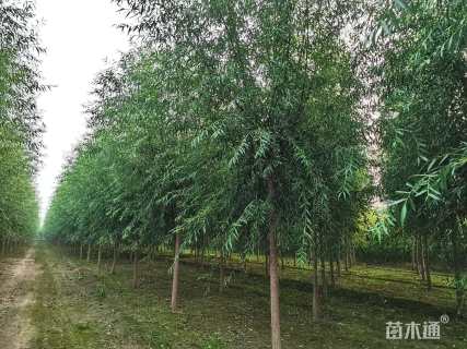 10公分旱柳