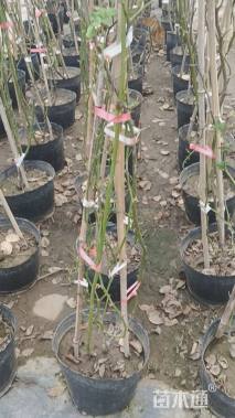 200厘米藤本月季