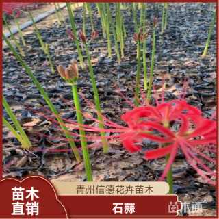 高度20厘米石蒜