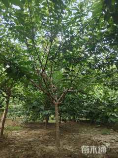 高度380厘米蜡梅