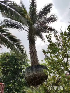 裸干高800厘米中东海枣