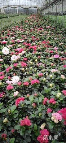 高度20厘米西洋杜鹃小苗