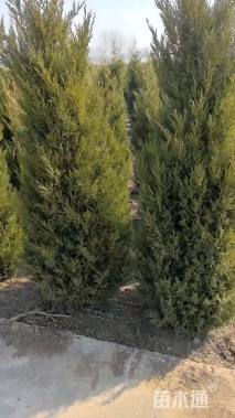 高度150厘米塔柏