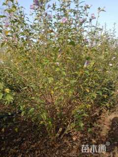 高度120厘米丛生木槿