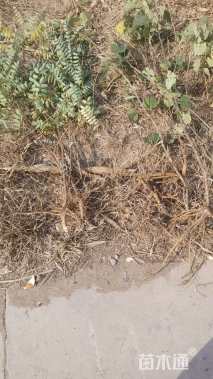 高度15厘米草莓