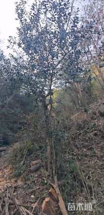 高度1000厘米金弹子