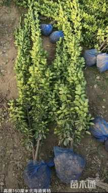 高度150厘米北海道黄杨