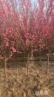 9公分榆叶梅